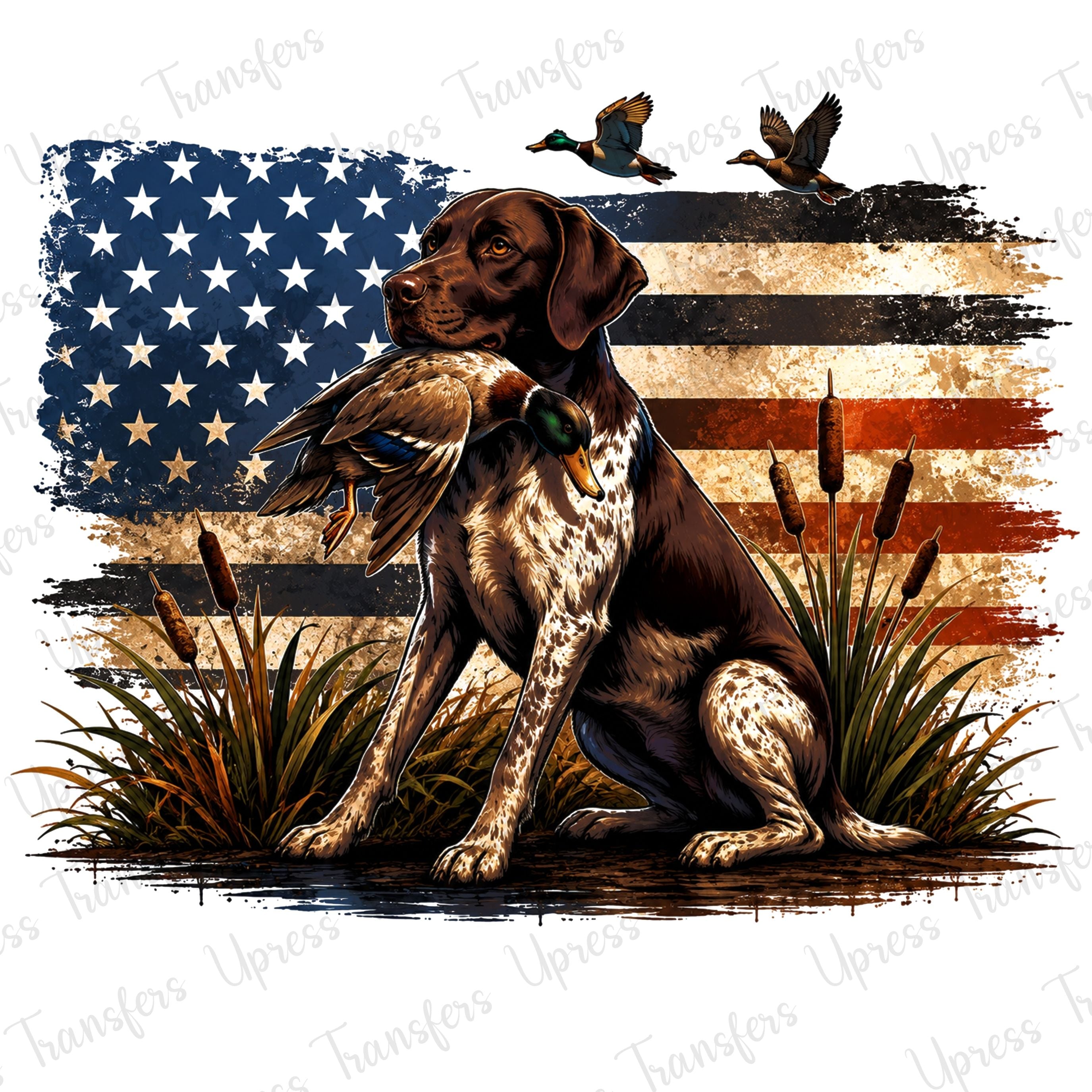 American pointer duck