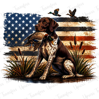American pointer duck