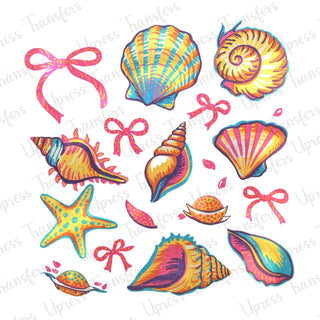 Coquette Shells