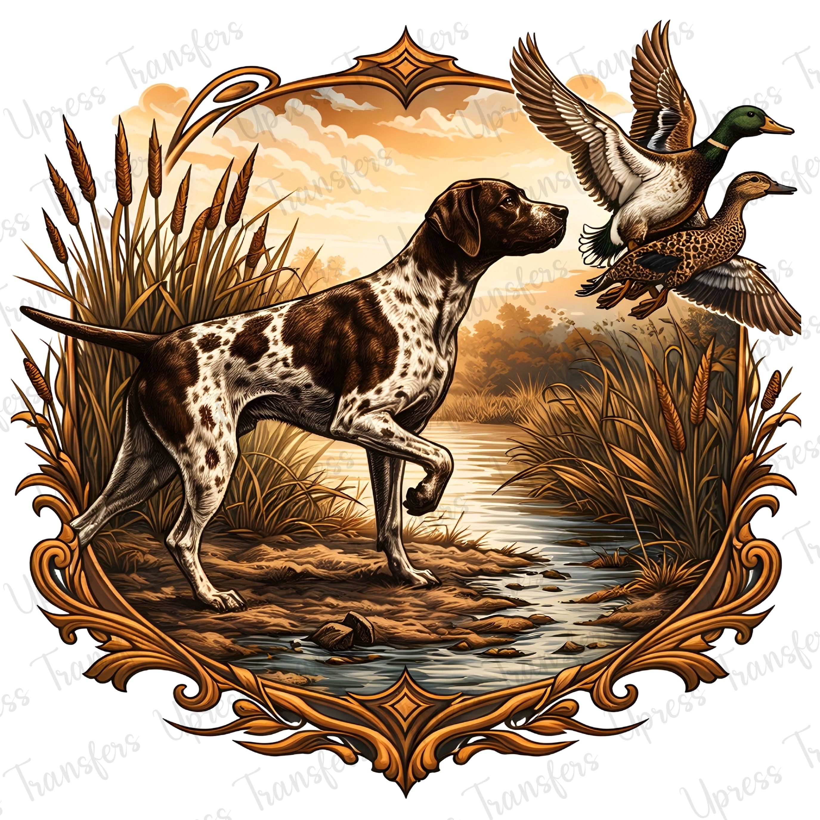 Lovely Pointer Picture